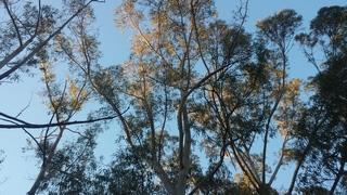 eucalyptus