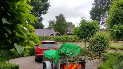 Thijn1a