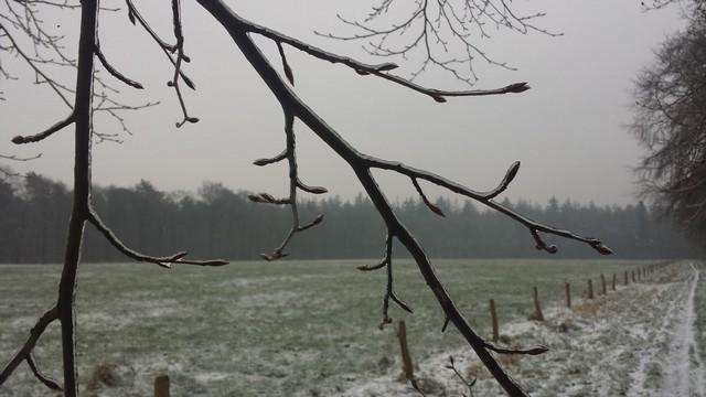 ijzeltakken